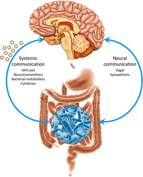 Gut Microbes And The Brain Paradigm Shift In Neuroscience Journal Of