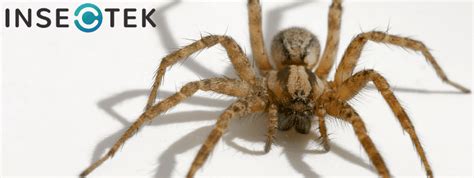 Common House Spiders To Know And When You Need Pest Control Insectek