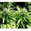 All About Autoflowering Cannabis  Sensi Seeds