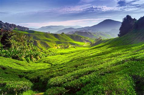 To the west, it shares part of its border with perak. Small Group Tours & Luxury Holidays inc. Cameron Highlands ...