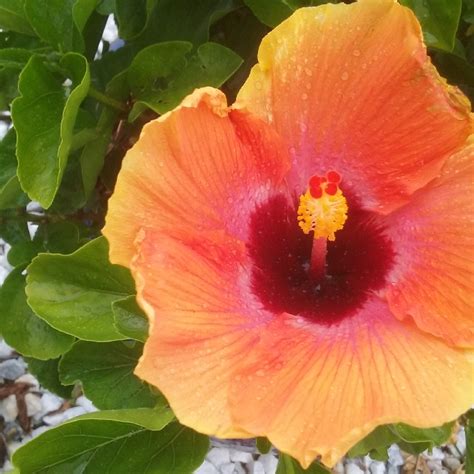 Hibiscus rosa-sinensis 'Hawaiian Sunset', Hibiscus 'Hawaiian Sunset' in ...