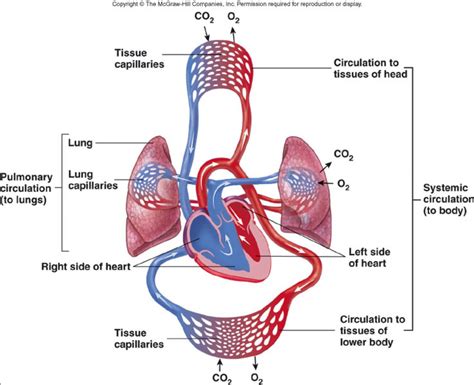 Image Result For Circulatory System Diagram Respiratory System