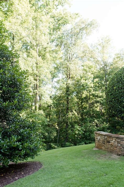 Top 5 Privacy Trees For Backyard That Give Evergreen Color Privacy