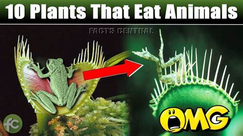 Plant Eating Animals Are Called Dash