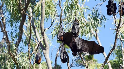 Thousands Of Threatened Flying Foxes Found In Cooloola Cove Gympie Times