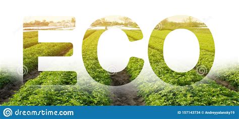 Eco Inscription Word On The Background Of Green Bushes Potato