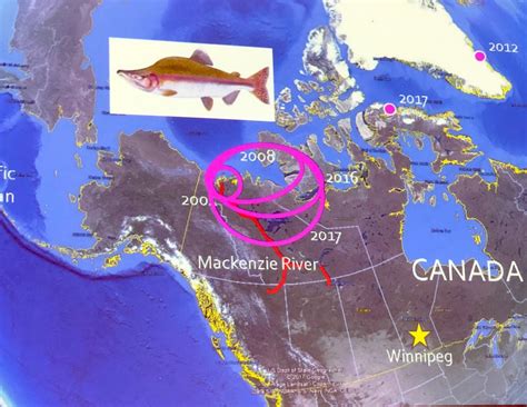 More Pacific Salmon Showing Up In Western Arctic Waters Nunatsiaq News