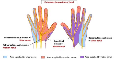 Median Nerve Radial Nerve Ulnar Nerve