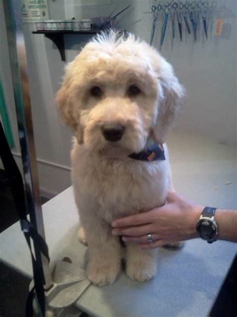 Multigen goldendoodles typically need to be. 35 best Goldendoodle Haircuts images on Pinterest ...