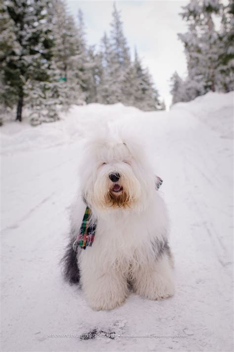 Old English Sheepdog Snowdowne Mt Hood Snow Dog Sheep Dog Puppy Dog