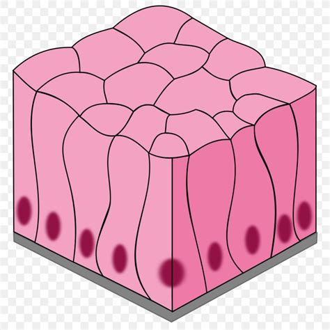 Epitelio Escamoso Simple Simple Epitelio Cuboidal Epitelio Columnar