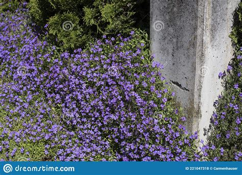 Aubrieta Covering The Ground Next To A Garden Wall Stock Photo Image