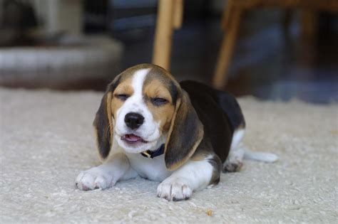 36 Funny Beagle Wallpaper Wallpapersafari