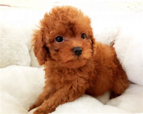 Poodle Puppies For Sale Orange County Ca 283457