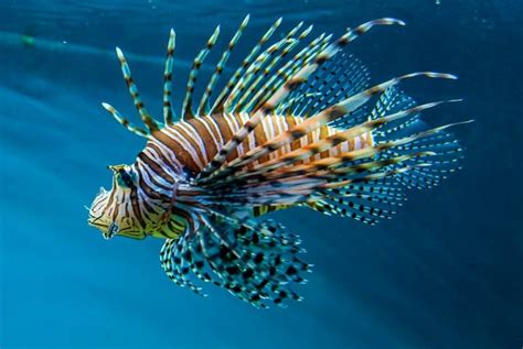 15 Incredible Lionfish Facts Fact Animal