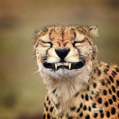 Animalsocialcompany Posted To Instagram My Monday Face When Someone