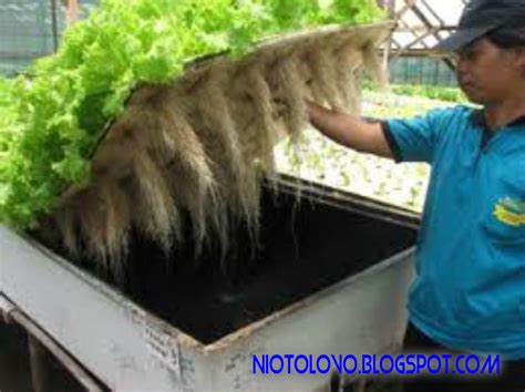 Anda bisa mengaplikasikan cara menanam hidroponik dengan langkah seperti berikut Bercocok Tanam Sayur Dengan Sistem Aeroponik - Niotolovo