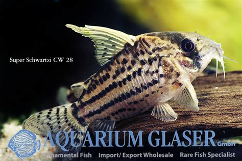 Corydoras Sp „super Schwartzi Highfin Cw 28 Aquarium Glaser Gmbh