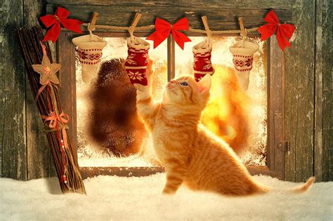 Christmas Cats Desktop Wallpapers Wallpaper Cave