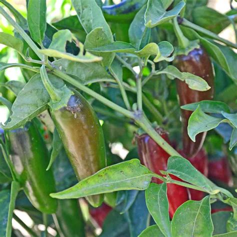 Jalapeno M Heirloom Pepper Seeds Terroir Seeds