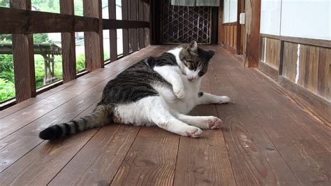 See more of 10kg on facebook. 10kgの巨大猫がおもてなしをする絶景の古民家民宿 - YouTube