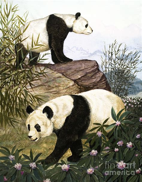 Pandas Painting By Arthur Oxenham Fine Art America