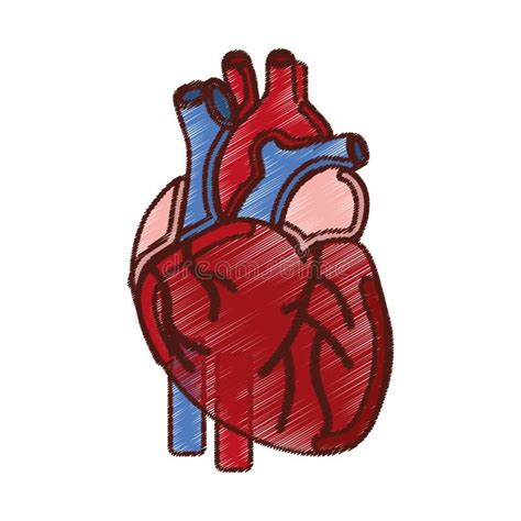 Icono Del Ser Humano Del órgano Del Corazón Ilustración Del Vector