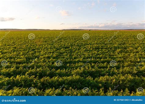 Agriculture Of Belarus Carrot Field Stock Image Image Of Farm