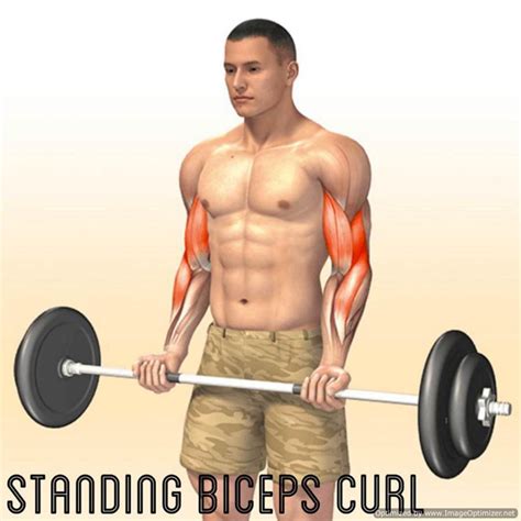 Bicep Muscle Anatomy Workout Bodybuilding And Fitness Zone