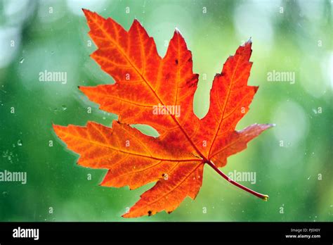 Single Autumn Maple Leaf Close Up Stock Photo Alamy