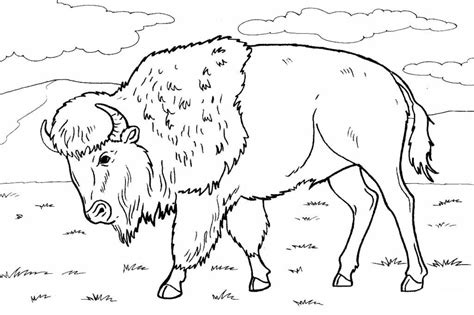 Bison Coloring Pages To Download And Print For Free