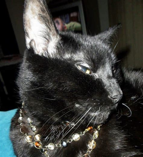 According to the cat fanciers' association, in 2012, it was the seventh most popular pedigreed cat in the united states. 8 Popular Black Cat Breeds (With Pics) Find Out Your ...