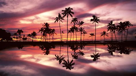 Palm Tree Sunset And Reflection