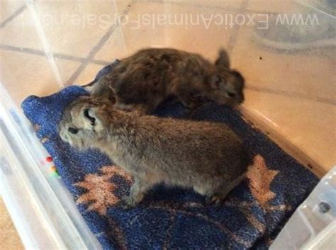Two Baby Cavies On Bottle For Sale