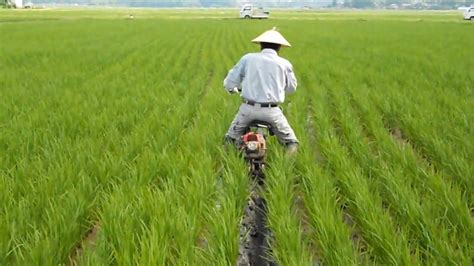 Success Of Rice Farming Japan Planting And Harvesting Youtube