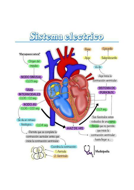 Sistema Eléctrico Del Corazón Medicipedia Udocz