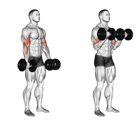 Hammer Curls Vs Bicep Curls Major Differences Explained Inspire Us