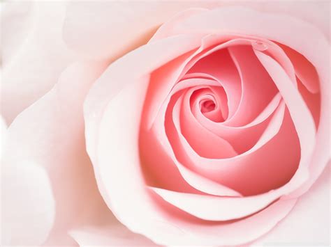 Light Pink Roses Wallpaper Light Pink Rose Flowers 498013 Hd