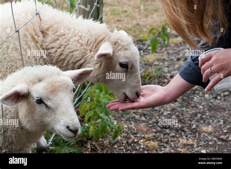 Person Hand Feeding Sheep Stock Photo Alamy