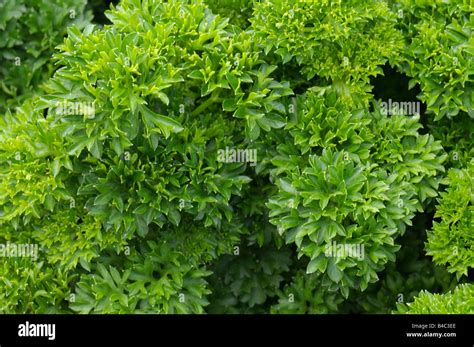 Curly Leaf Parsley Petroselinum Crispum Variety Grandeur Stock