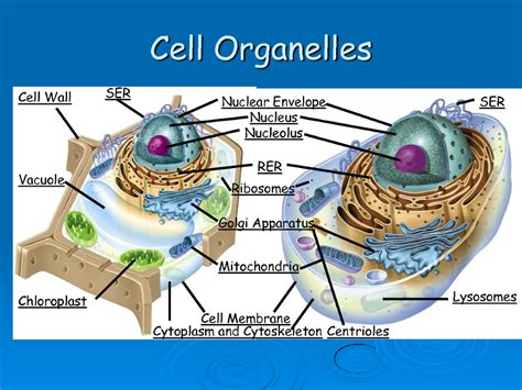 Science Ogt Cell Organelles
