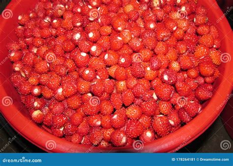 Bucket Full Of Strawberries Stock Image Image Of Full Freshly 178264181