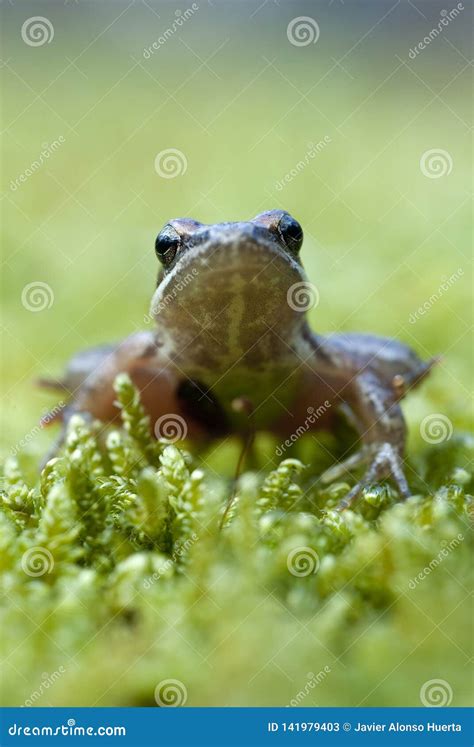 Iberian Frog Rana Iberica Leggy Frog Stock Image Image Of Life Head