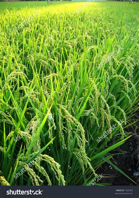 Field Of Rice Seen In Taiwan Ripe And Ready For Harvest Stock Photo