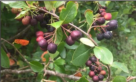 Norms Aronia Berries About Ready To Pick At The Orchard Northeast