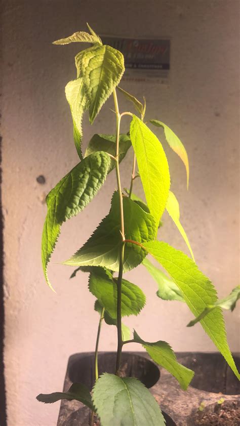 Growing trees from seed : r/BackyardOrchard