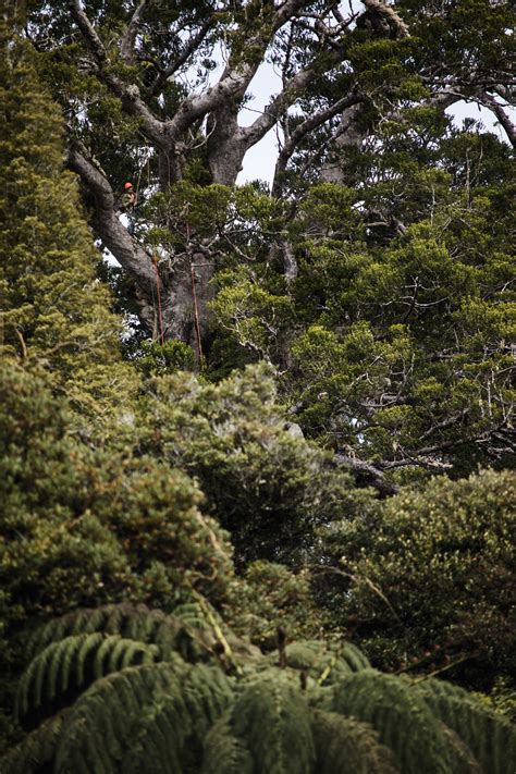 For New Zealands Maori People Touching This Sacred Tree Is Taboo They Let Scientists Climb To