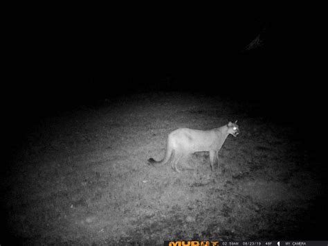 Confirmed Cougar Sighting In Marinette County Tchdailynews