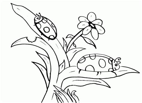 Las mariquitas son insectos muy particulares de un colorido muy hermoso. Dibujos para pintar de mariquitas. Dibujos para colorear ...