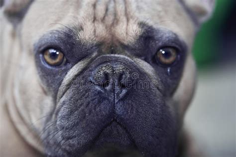 Adorable French Bulldog Face Stock Photo Image Of Beauty Pedigreed